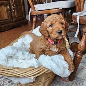 Auburn F1BB, Mini Goldendoodle Puppy