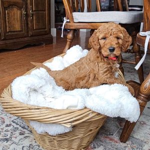 Auburn F1BB, Mini Goldendoodle Puppy