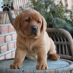 Lily, Fox Red Labrador Retriever Puppy