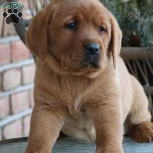 Lily, Fox Red Labrador Retriever Puppy