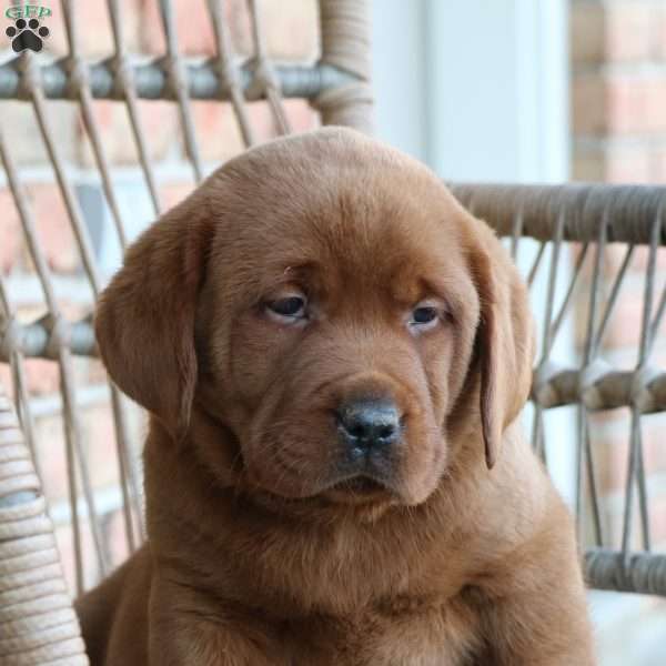 Leo, Fox Red Labrador Retriever Puppy