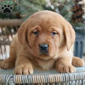 Lacey, Fox Red Labrador Retriever Puppy