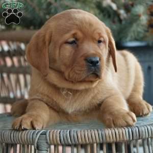 Lacey, Fox Red Labrador Retriever Puppy