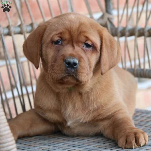 Lexi, Fox Red Labrador Retriever Puppy