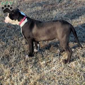 Spotty, American Bully Puppy
