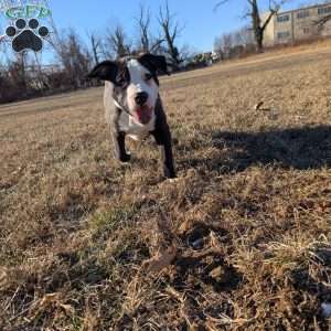 Spotty, American Bully Puppy