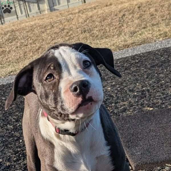 Spotty, American Bully Puppy
