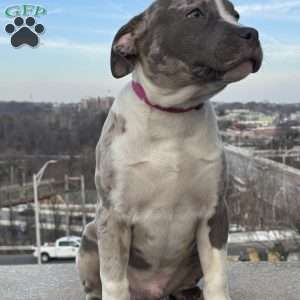 Classic, American Bully Puppy