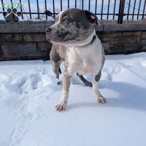 Classic, American Bully Puppy