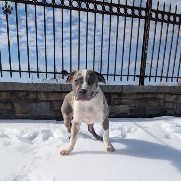 Classic, American Bully Puppy