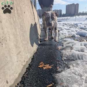 Classic, American Bully Puppy