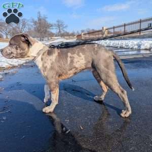 Classic, American Bully Puppy