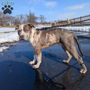 Classic, American Bully Puppy