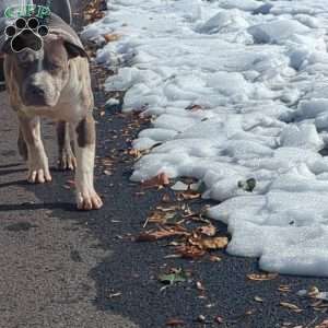 Classic, American Bully Puppy