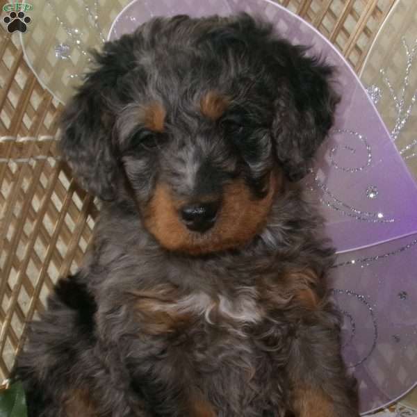 Benji, Mini Bernedoodle Puppy