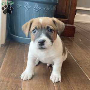 Toby, Jack Russell Terrier Puppy