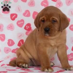 Miss Teal, Fox Red Labrador Retriever Puppy
