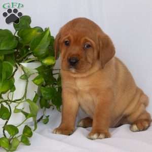 Miss Teal, Fox Red Labrador Retriever Puppy