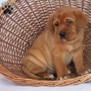 Miss Teal, Fox Red Labrador Retriever Puppy