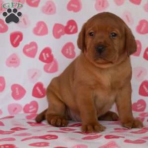 Miss Red, Fox Red Labrador Retriever Puppy