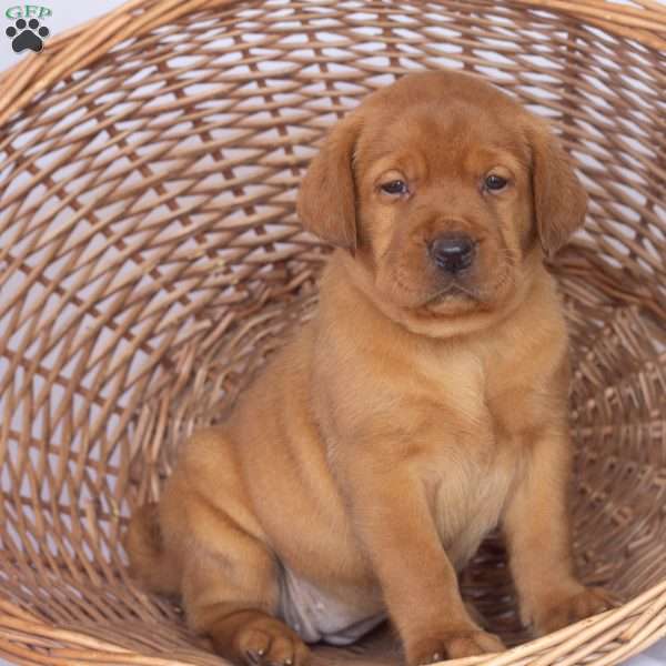 Miss Red, Fox Red Labrador Retriever Puppy