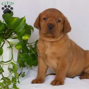 Miss Red, Fox Red Labrador Retriever Puppy
