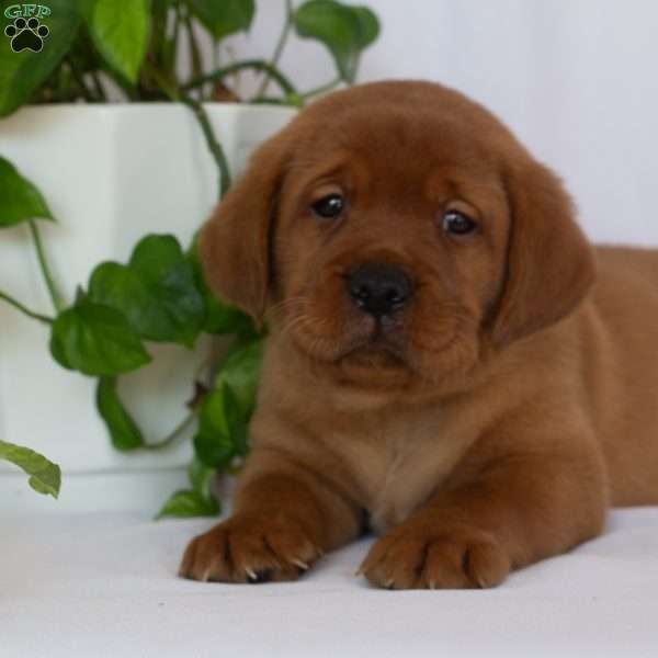Mr. Brown, Fox Red Labrador Retriever Puppy