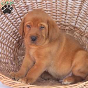 Mr. Brown, Fox Red Labrador Retriever Puppy