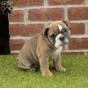 Amber, English Bulldog Puppy