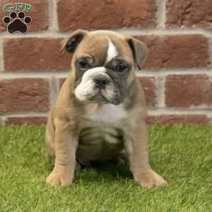 Amber, English Bulldog Puppy