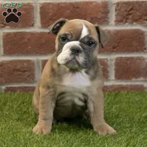 Amber, English Bulldog Puppy