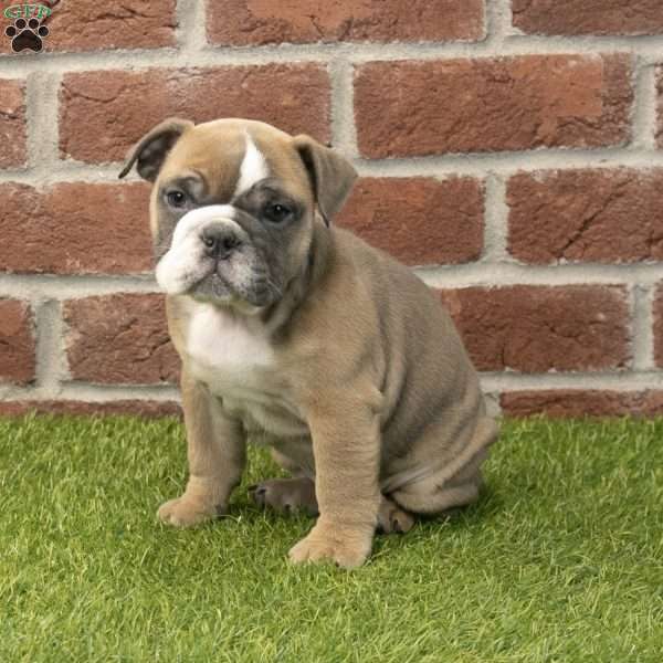 Amber, English Bulldog Puppy