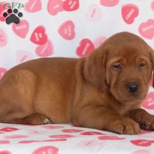 Mr. Brown, Fox Red Labrador Retriever Puppy
