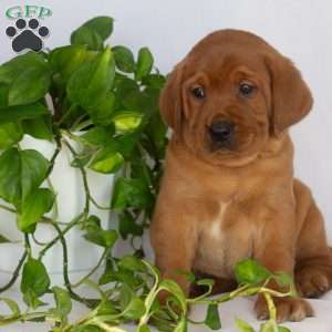 Miss Pink, Fox Red Labrador Retriever Puppy