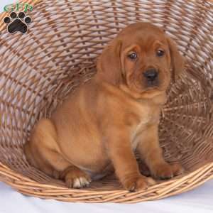 Miss Pink, Fox Red Labrador Retriever Puppy