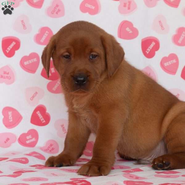 Mr. Blue, Fox Red Labrador Retriever Puppy