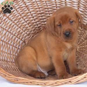 Mr. Blue, Fox Red Labrador Retriever Puppy