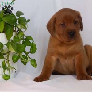 Mr. Blue, Fox Red Labrador Retriever Puppy