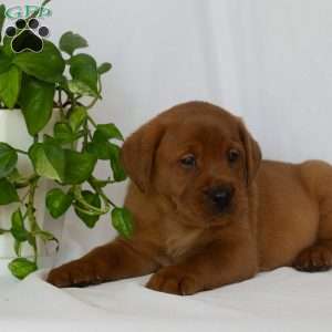 Mr. Blue, Fox Red Labrador Retriever Puppy