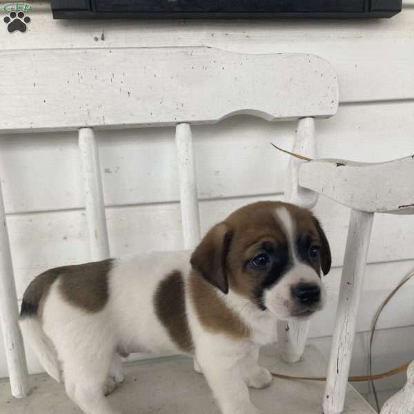 Tipper, Jack Russell Terrier Puppy