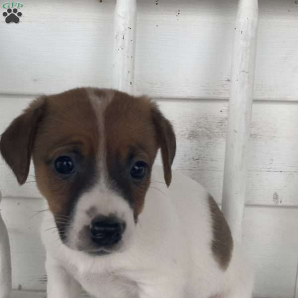 Tag, Jack Russell Terrier Puppy