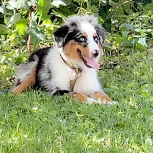 Kelly Arndt,  Breeder