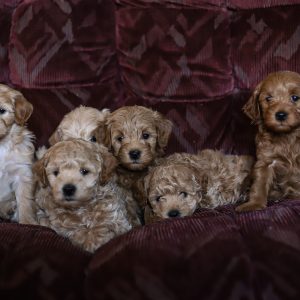 Henry Lapp,  Breeder