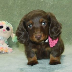 Leon Yoder,  Breeder