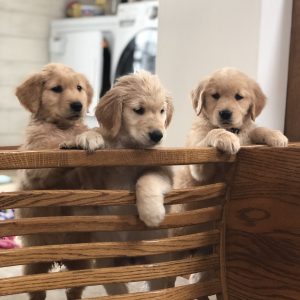 Arlene Reiff,  Breeder