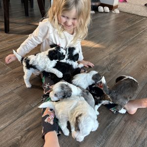 Brenda Weaver,  Breeder