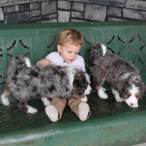 Andrew & Savannah King, View Puppies Breeder