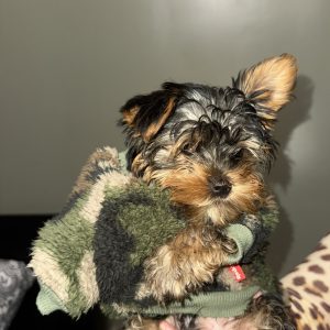 Zuleyka Hernandez,  Breeder