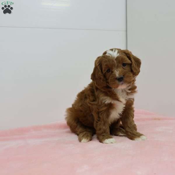 Cynthia, Cavapoo Puppy