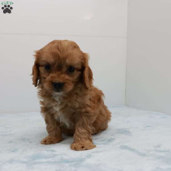 Carter, Cavapoo Puppy